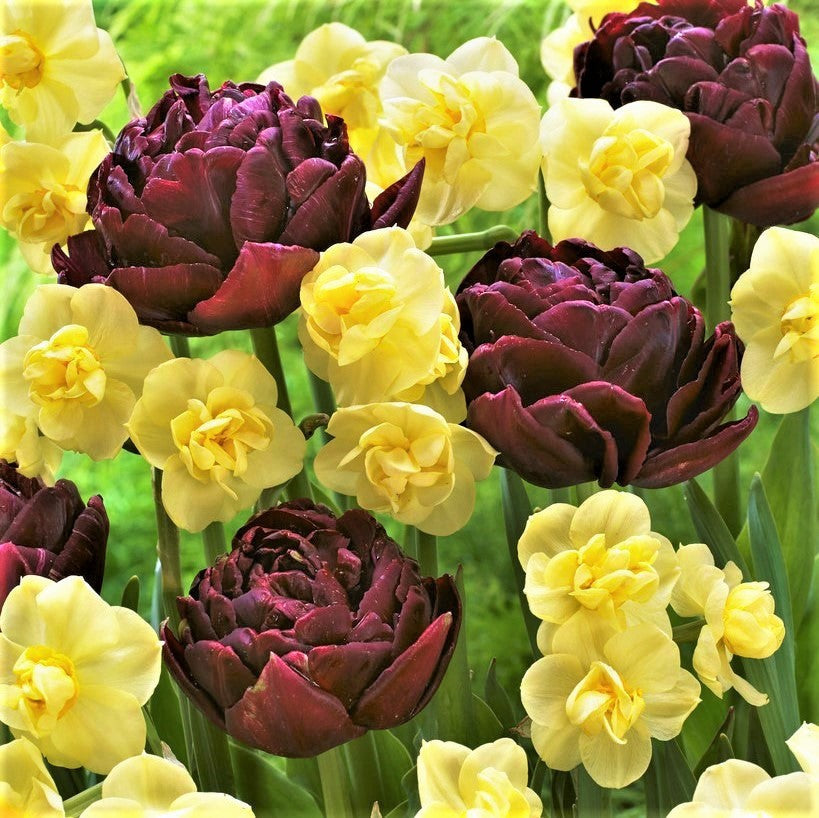 Daffodil & Tulip - Chocolate & Vanilla Blend