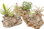 Medium Tabletop Cork Bark Display with 3 Tillandsia Air Plants
