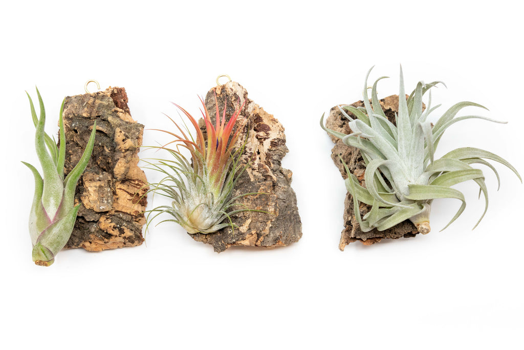 Cork Bark Chunk Display with Assorted Tillandsia Air Plant - Approximately 2 x 4 Inches