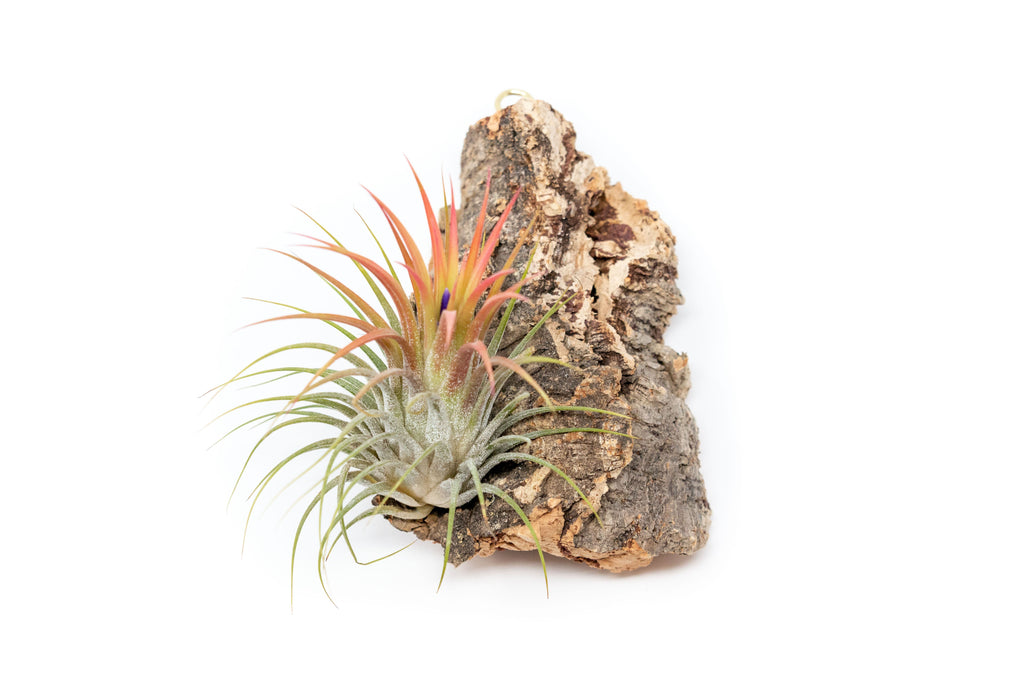 Cork Bark Chunk Display with Assorted Tillandsia Air Plant - Approximately 2 x 4 Inches