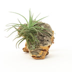 Cork Bark Chunk Display with Assorted Tillandsia Air Plant - Approximately 2 x 4 Inches
