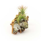 Cork Bark Chunk Display with Assorted Tillandsia Air Plant - Approximately 2 x 4 Inches