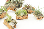 Cork Bark Chunk Display with Assorted Tillandsia Air Plant - Approximately 2 x 4 Inches