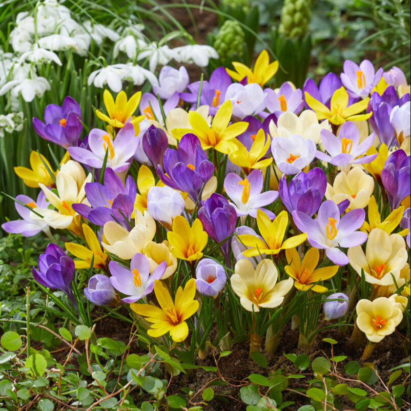 Crocus - Chrysanthus Mix