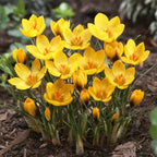 Crocus - Goldilocks