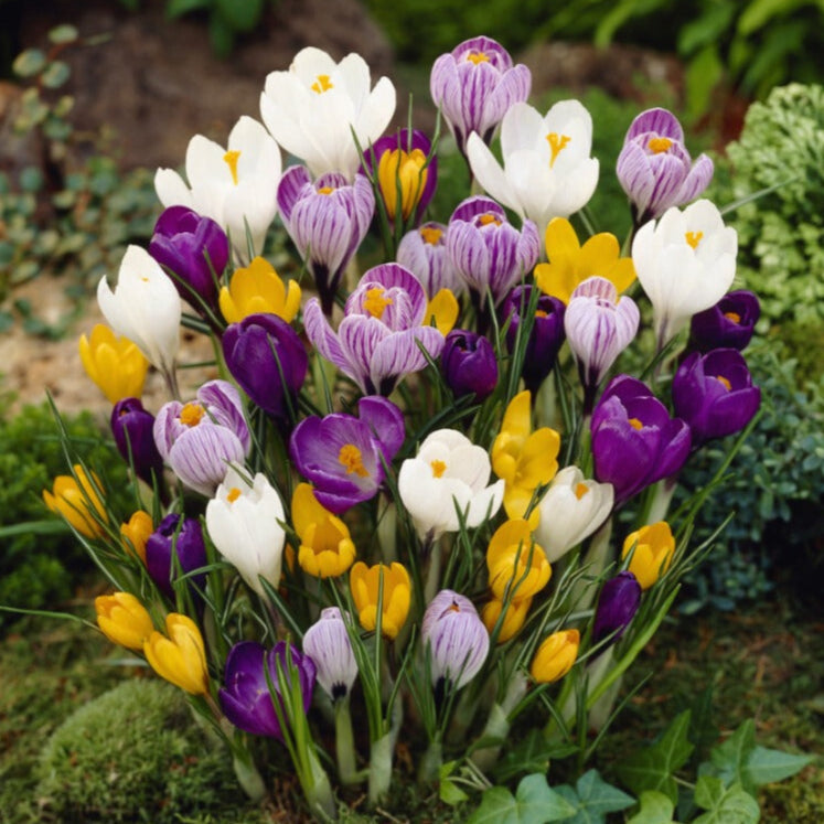 Crocus - Large Flowering Mix