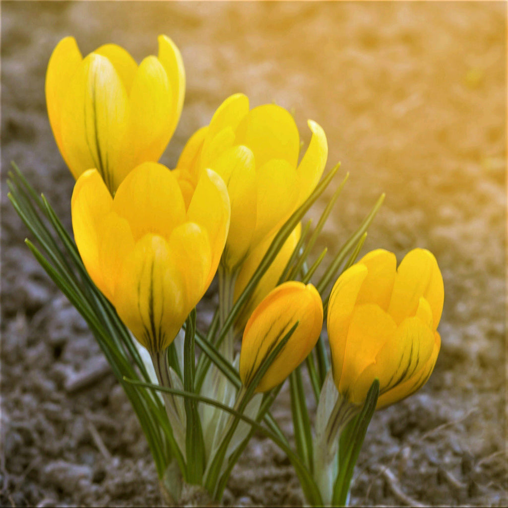 Crocus - Goldilocks