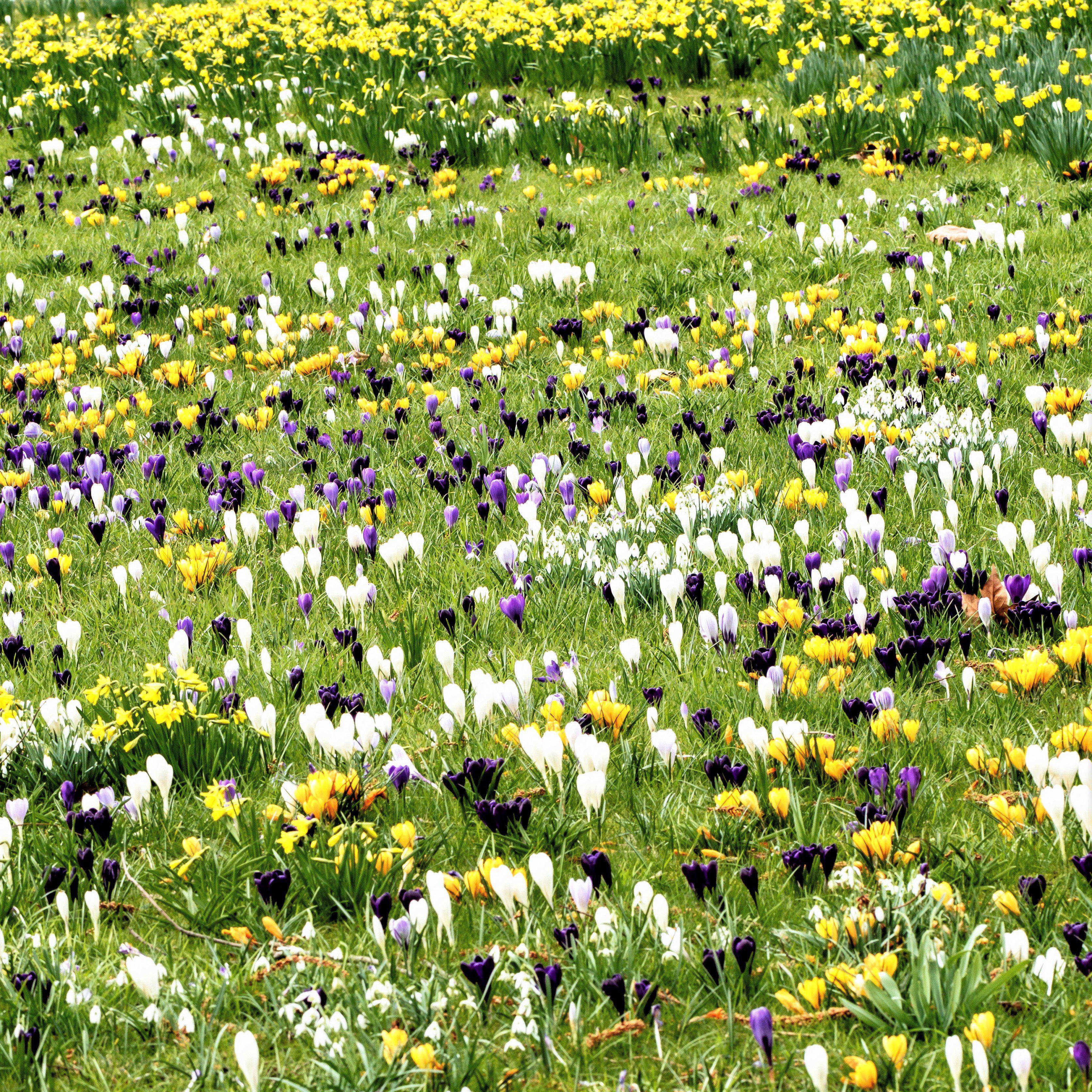 Crocus - Large Flowering Mix
