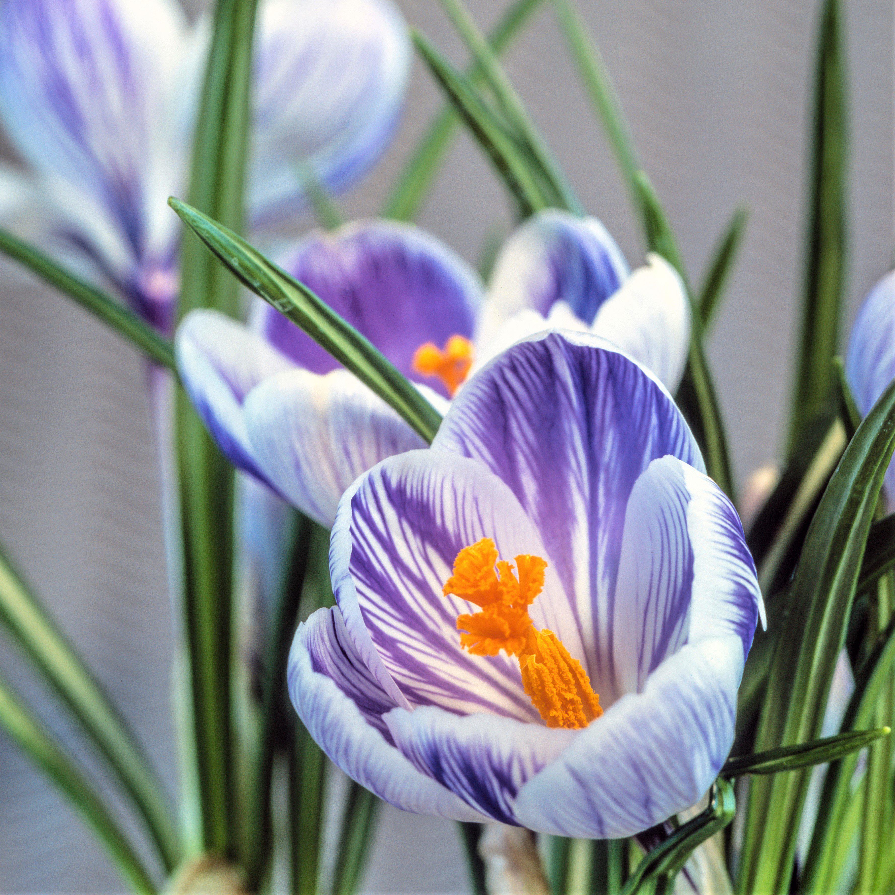 Crocus - King of the Striped