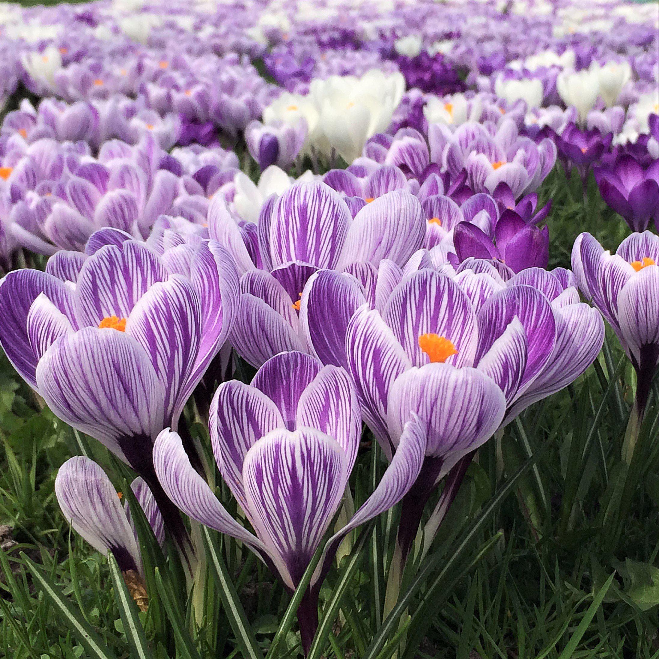 Crocus - King of the Striped