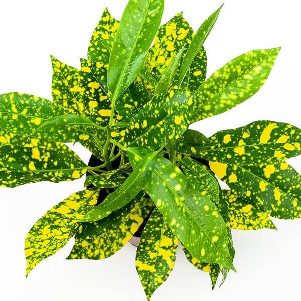 Croton 'Gold Dust'