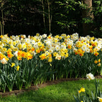 Narcissus - Daffodil Classic Trumpet Mix