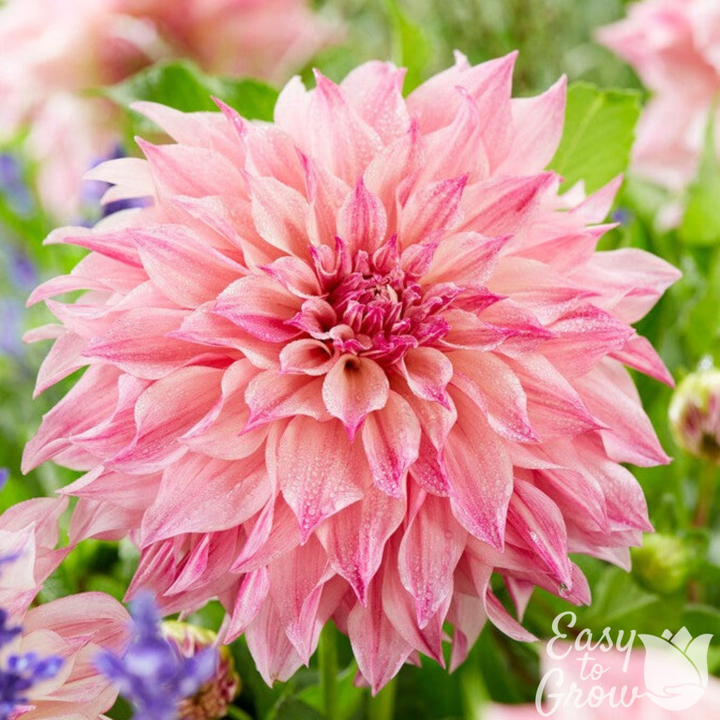 Dahlia - Cafe au Lait Royal