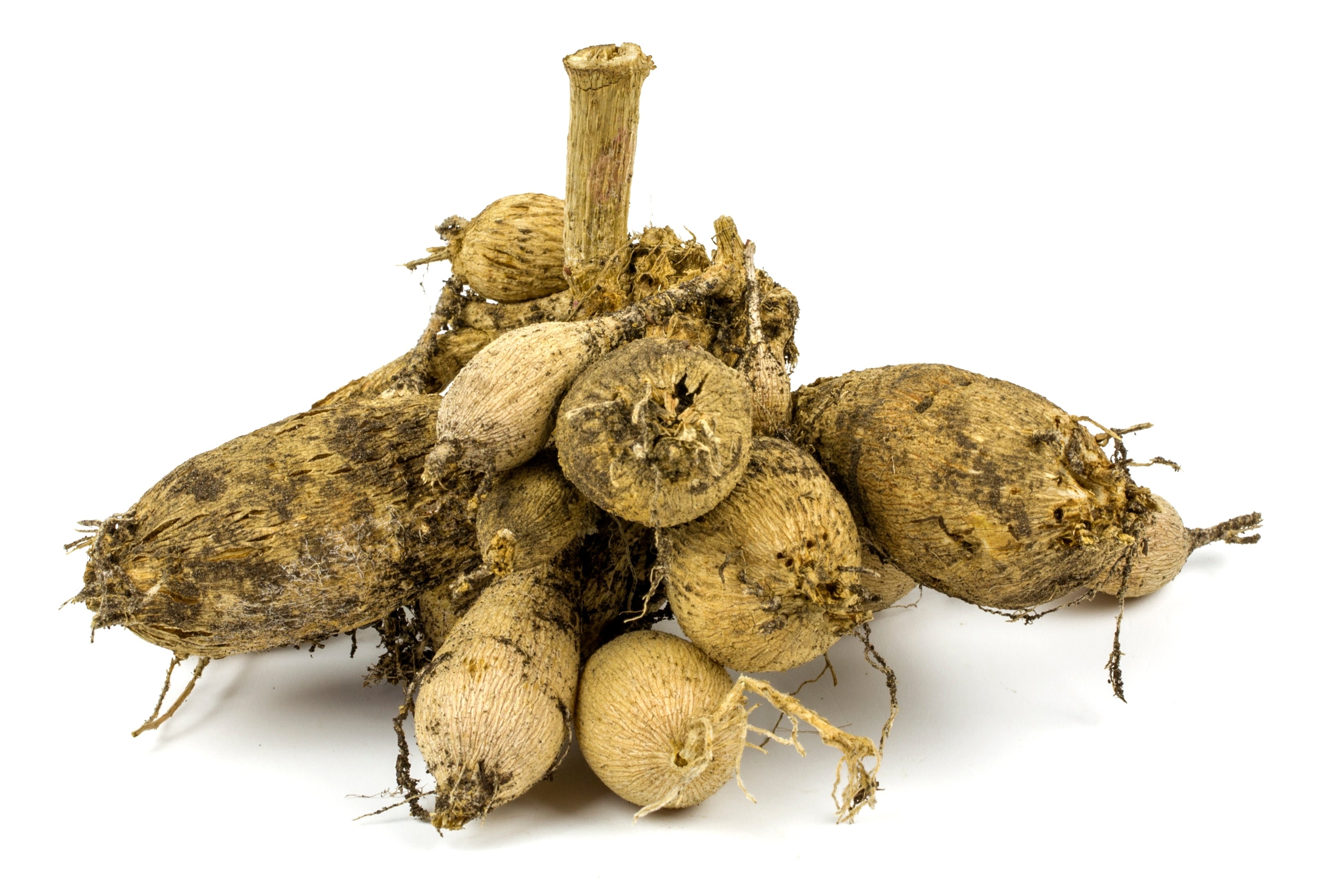 Dahlia - Cafe au Lait Royal