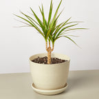 Dracaena 'Marginata Cane'