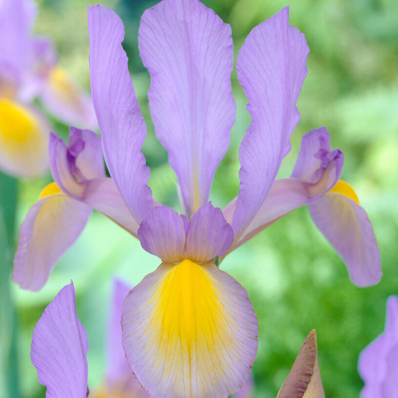 Dutch Iris - Rosario