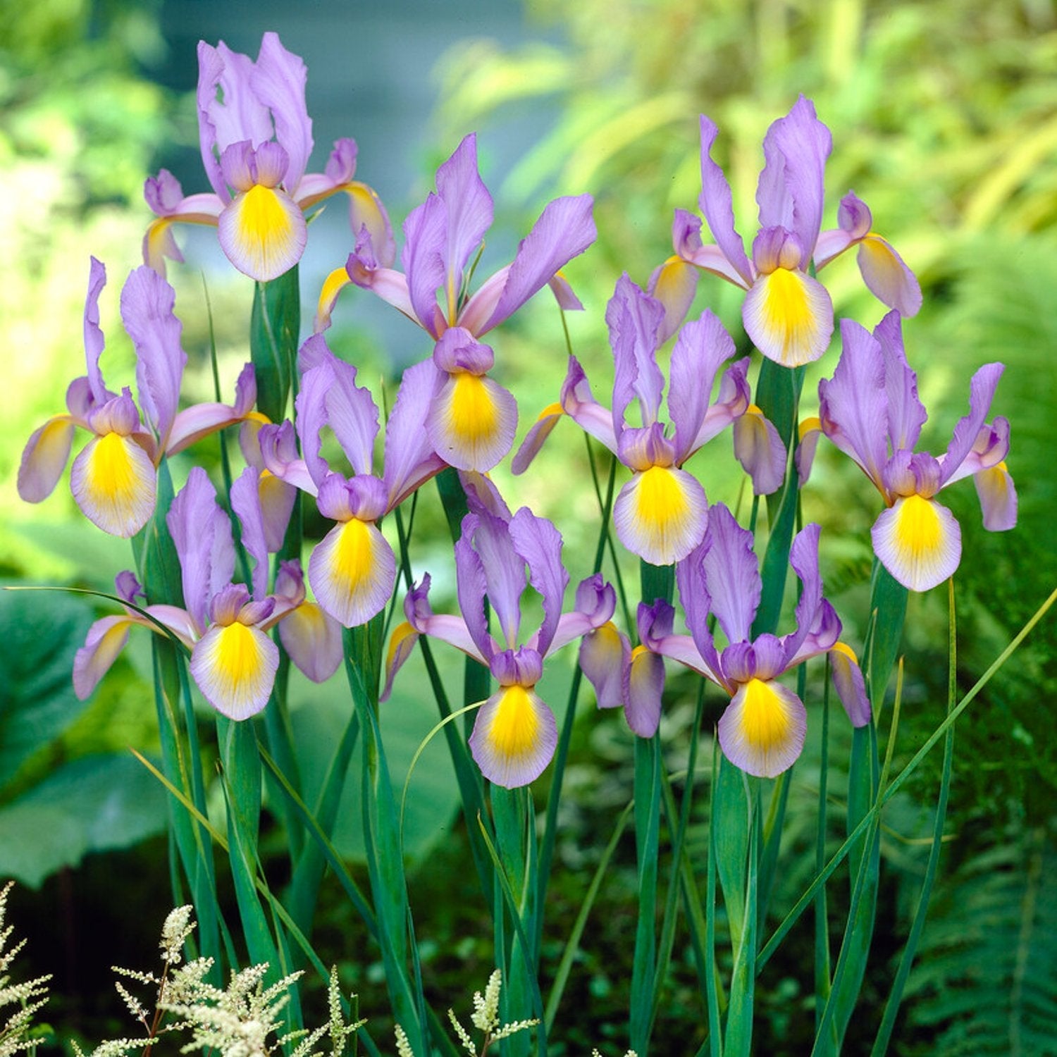 Dutch Iris - Rosario