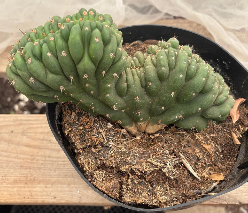 #EC272 EXACT Trichocereus Pachanoi Crested Cactus