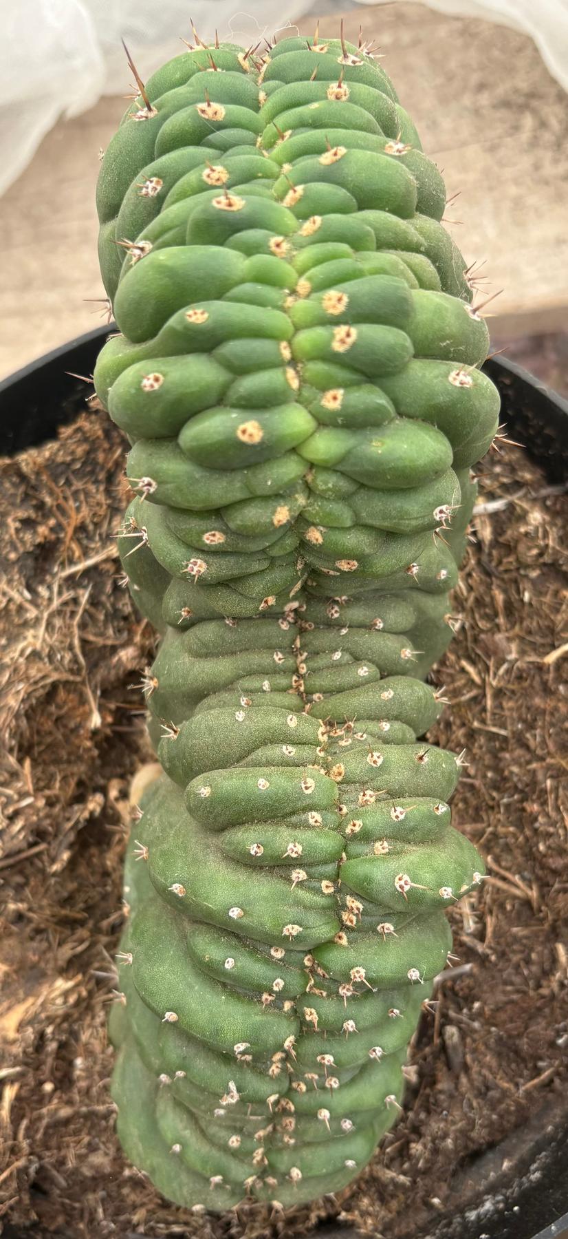 #EC272 EXACT Trichocereus Pachanoi Crested Cactus