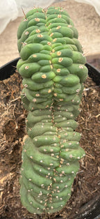 #EC272 EXACT Trichocereus Pachanoi Crested Cactus