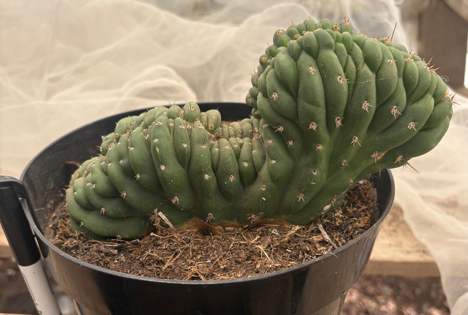 #EC272 EXACT Trichocereus Pachanoi Crested Cactus