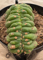 #EC272 EXACT Trichocereus Pachanoi Crested Cactus