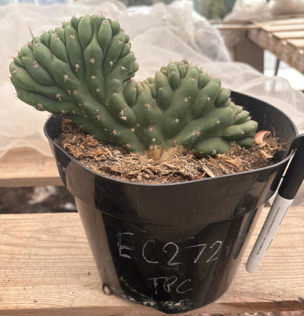 #EC272 EXACT Trichocereus Pachanoi Crested Cactus