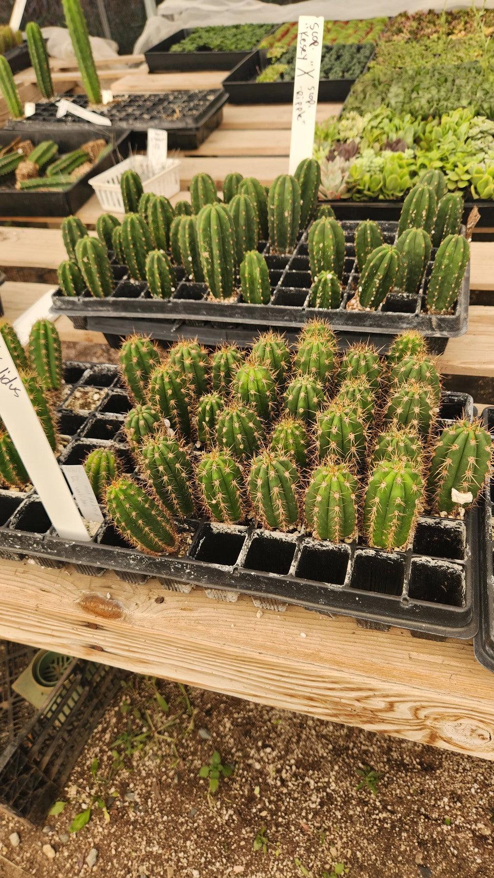 #EC377 EXACT Trichocereus Hybrid Seedling Mixed 6 Pack of Cactus 3-5”