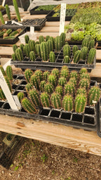 #EC377 EXACT Trichocereus Hybrid Seedling Mixed 6 Pack of Cactus 3-5”