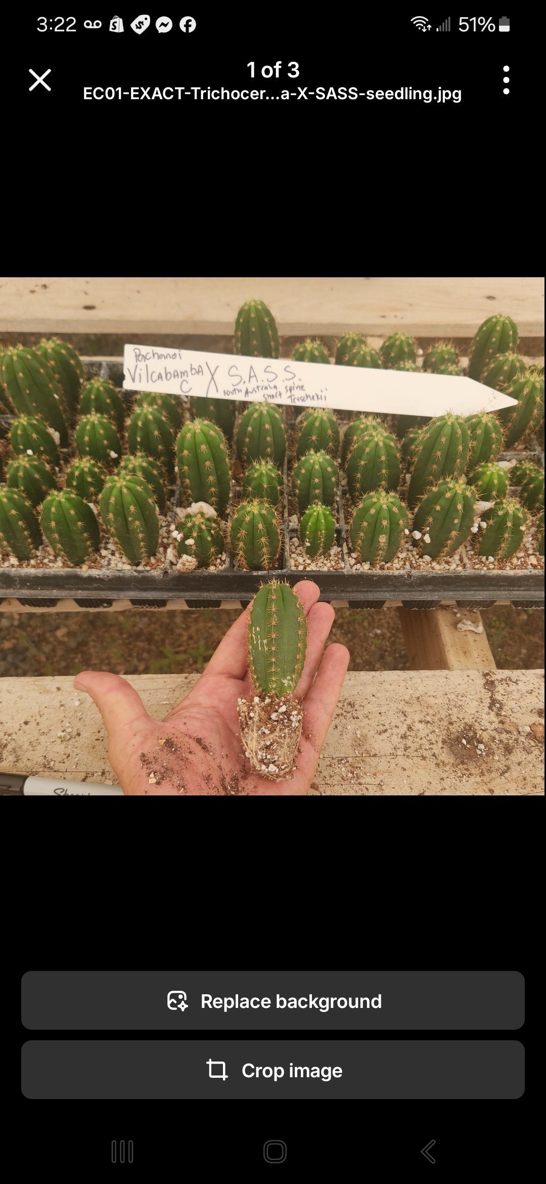 #EC377 EXACT Trichocereus Hybrid Seedling Mixed 6 Pack of Cactus 3-5”