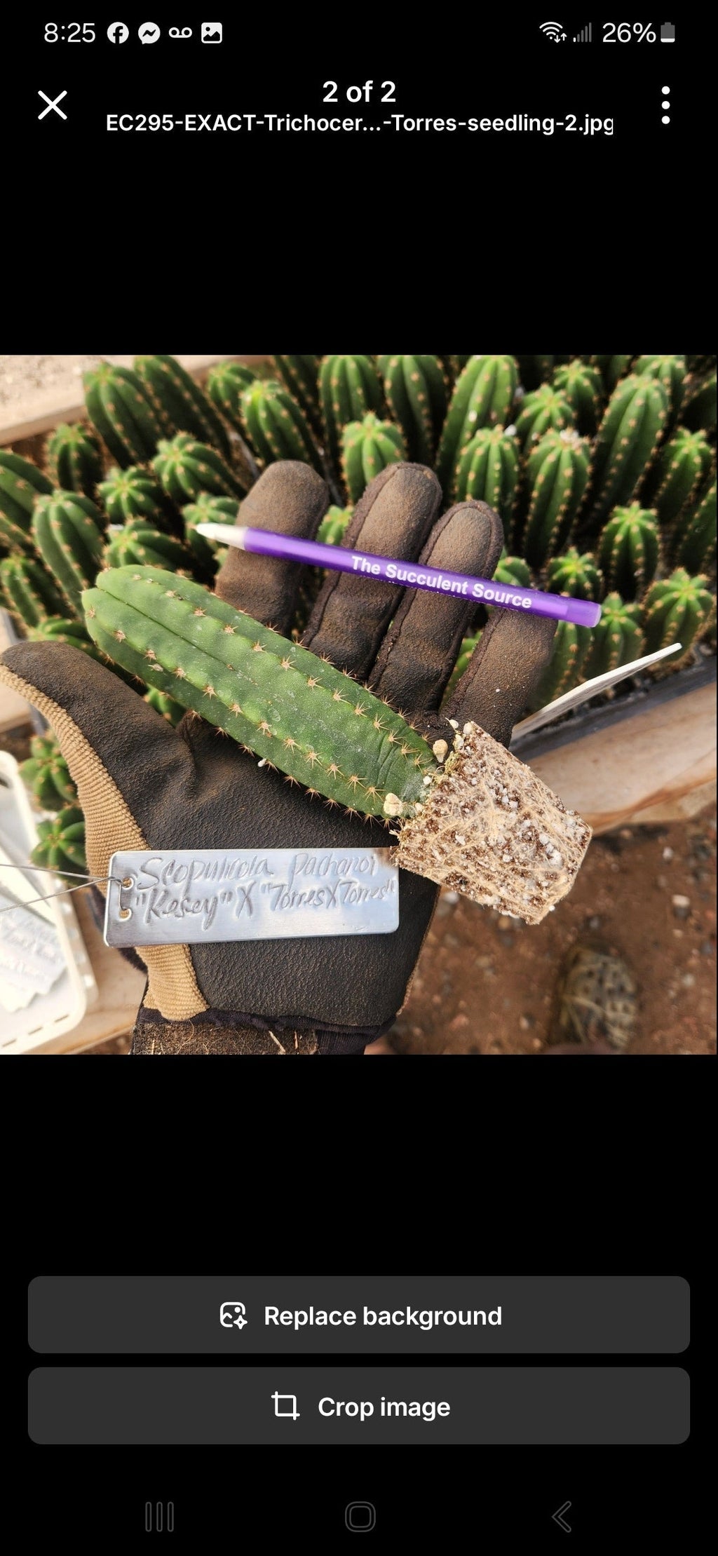 #EC377 EXACT Trichocereus Hybrid Seedling Mixed 6 Pack of Cactus 3-5”
