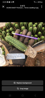 #EC377 EXACT Trichocereus Hybrid Seedling Mixed 6 Pack of Cactus 3-5”