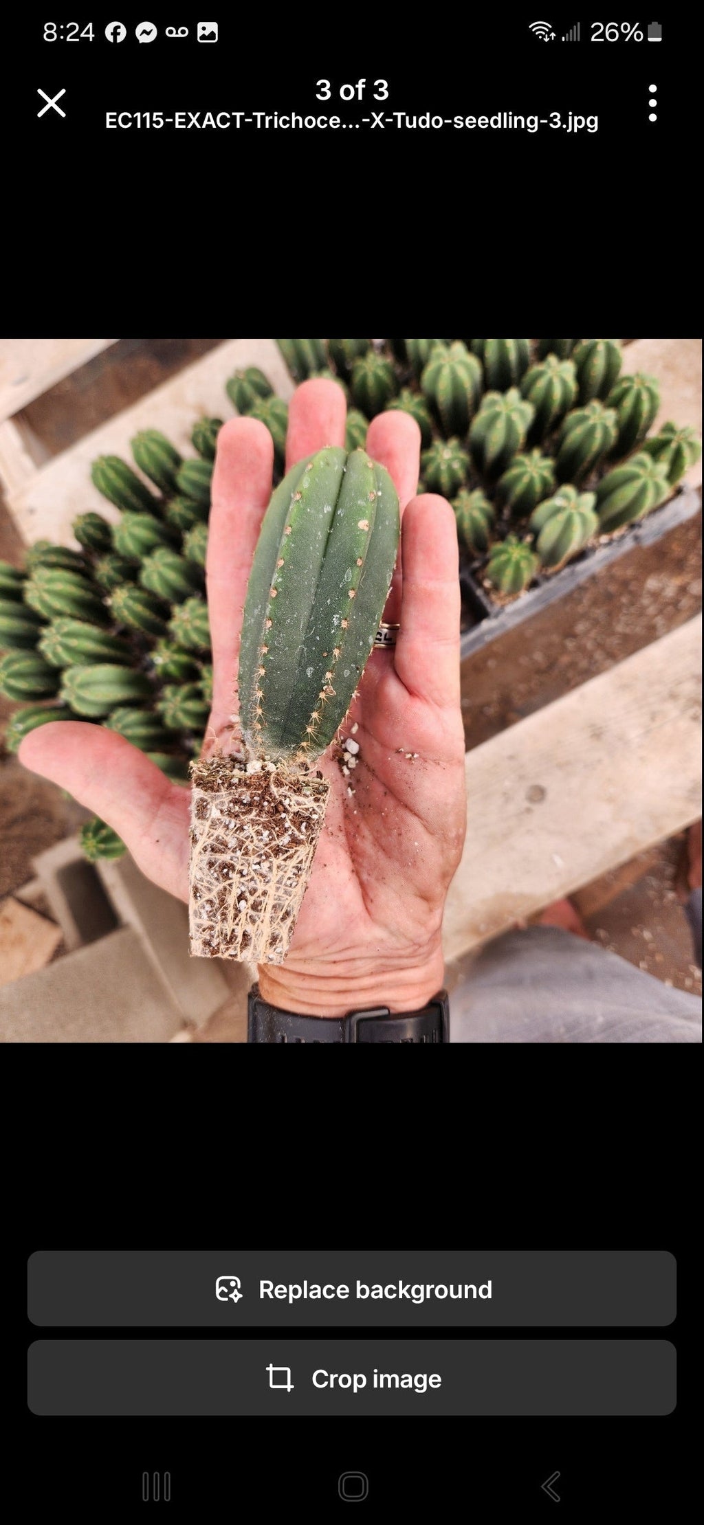 #EC377 EXACT Trichocereus Hybrid Seedling Mixed 6 Pack of Cactus 3-5”