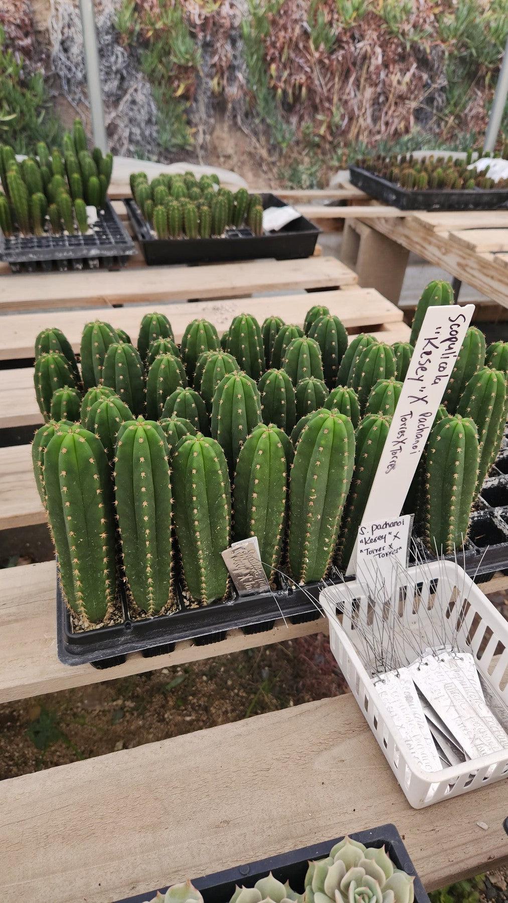 #EC377 EXACT Trichocereus Hybrid Seedling Mixed 6 Pack of Cactus 3-5”