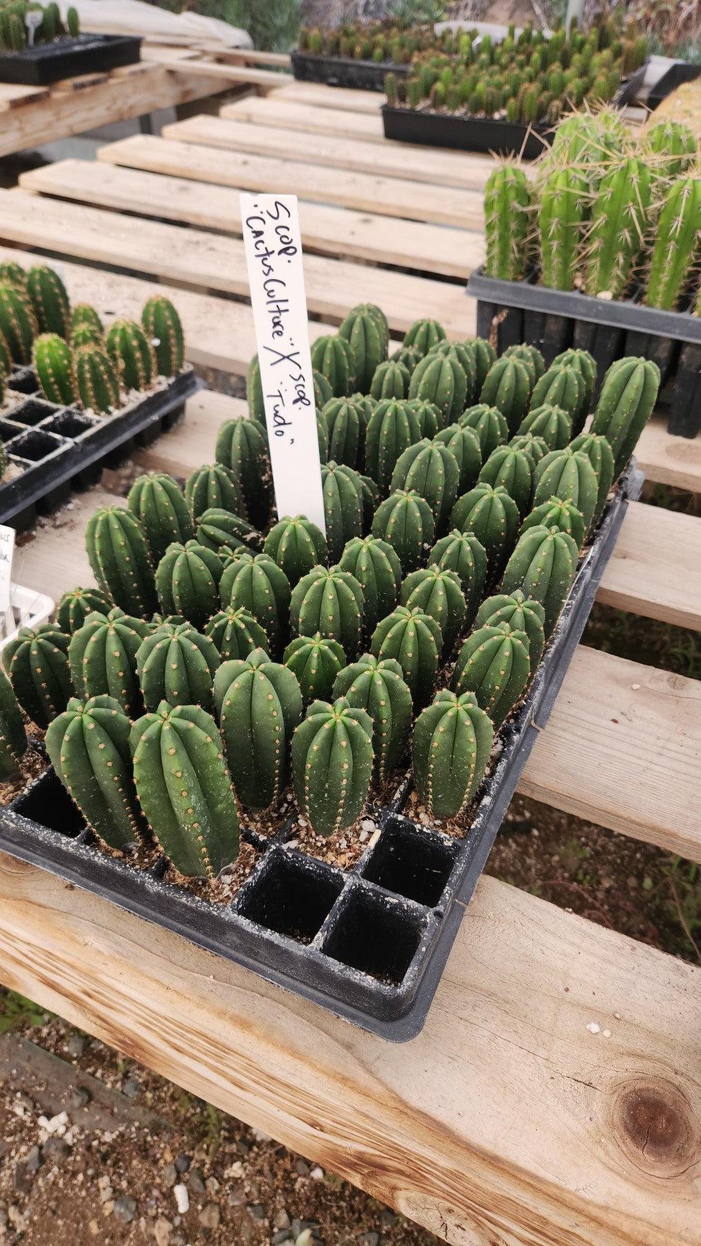 #EC377 EXACT Trichocereus Hybrid Seedling Mixed 6 Pack of Cactus 3-5”