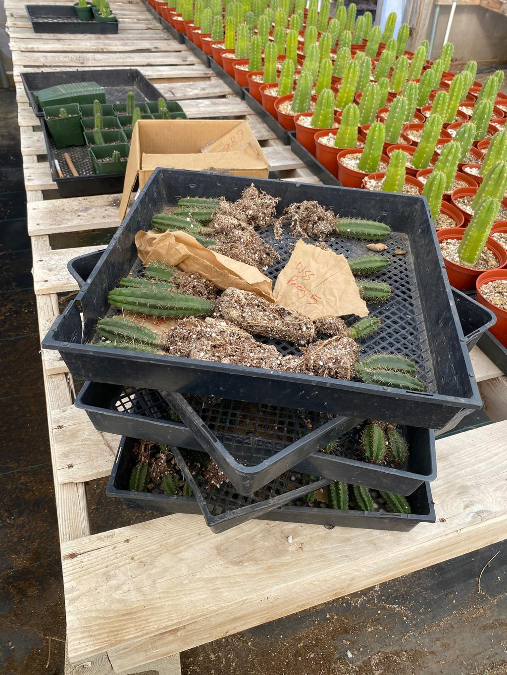 #EC377 EXACT Trichocereus Hybrid Seedling Mixed 6 Pack of Cactus 3-5”