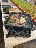 #EC377 EXACT Trichocereus Hybrid Seedling Mixed 6 Pack of Cactus 3-5”