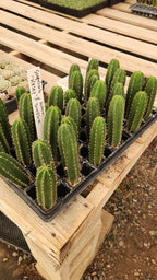 #EC377 EXACT Trichocereus Hybrid Seedling Mixed 6 Pack of Cactus 3-5”