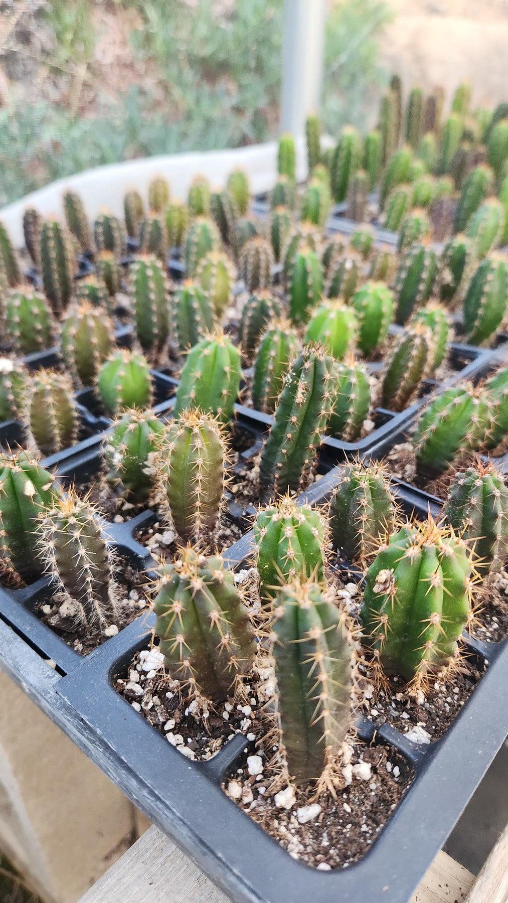 #EC377 EXACT Trichocereus Hybrid Seedling Mixed 6 Pack of Cactus 3-5”