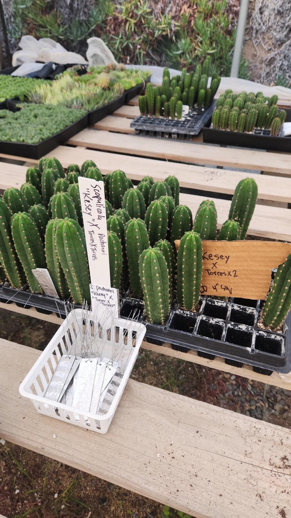 #EC377 EXACT Trichocereus Hybrid Seedling Mixed 6 Pack of Cactus 3-5”