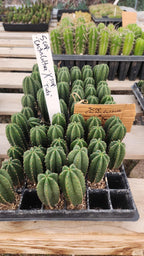 #EC377 EXACT Trichocereus Hybrid Seedling Mixed 6 Pack of Cactus 3-5”