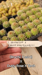 #EC377 EXACT Trichocereus Hybrid Seedling Mixed 6 Pack of Cactus 3-5”