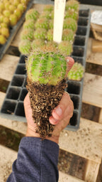 #EC377 EXACT Trichocereus Hybrid Seedling Mixed 6 Pack of Cactus 3-5”