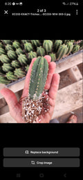 #EC377 EXACT Trichocereus Hybrid Seedling Mixed 6 Pack of Cactus 3-5”