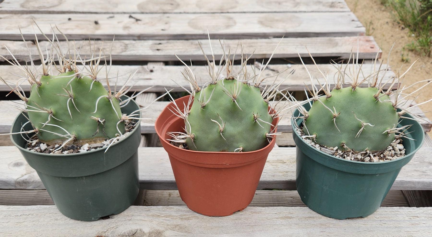 #EC66 EXACT Opuntia Sulphurea