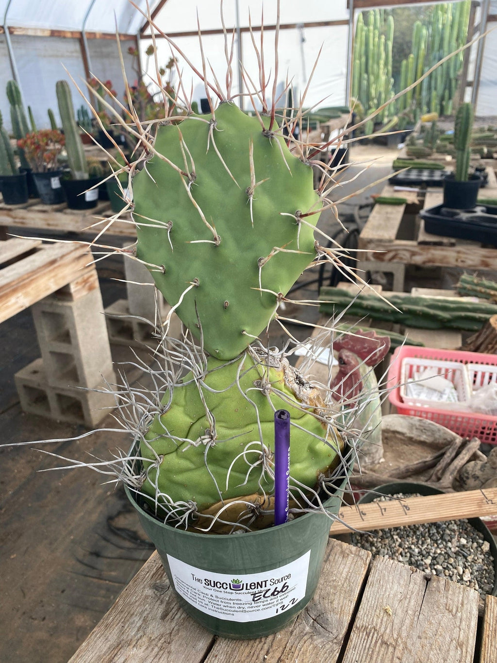 #EC66 EXACT Opuntia Sulphurea