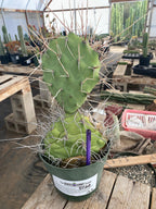 #EC66 EXACT Opuntia Sulphurea