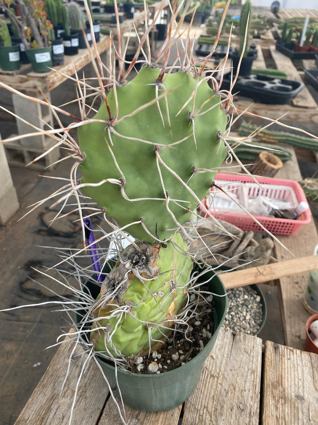 #EC66 EXACT Opuntia Sulphurea