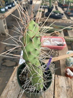 #EC66 EXACT Opuntia Sulphurea