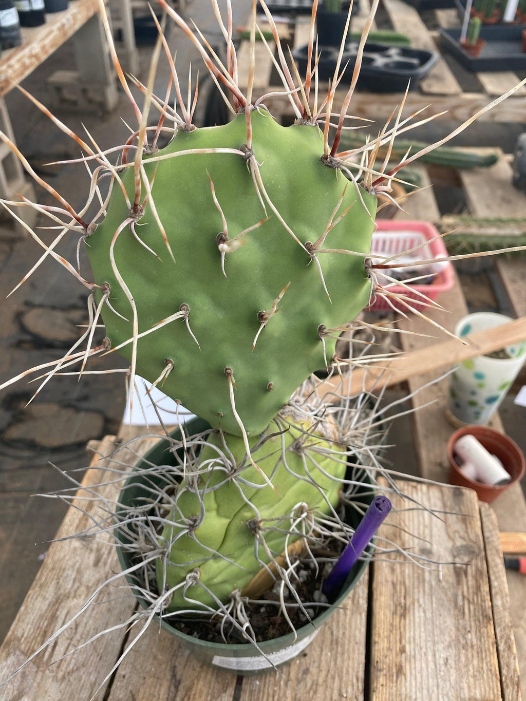 #EC66 EXACT Opuntia Sulphurea